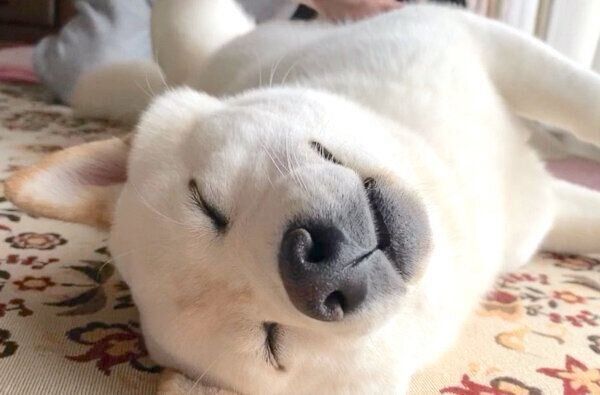 眠るはるちゃん