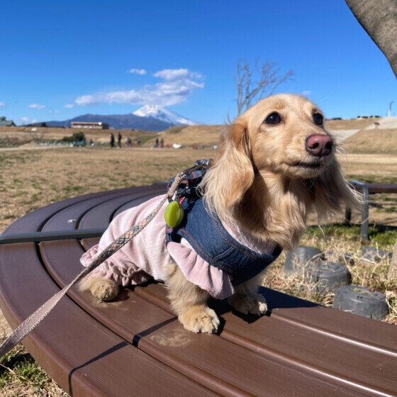 公園で遊ぶミニチュア・ダックスフンド