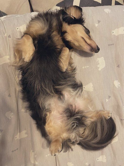 成犬になってからのヘソ天姿