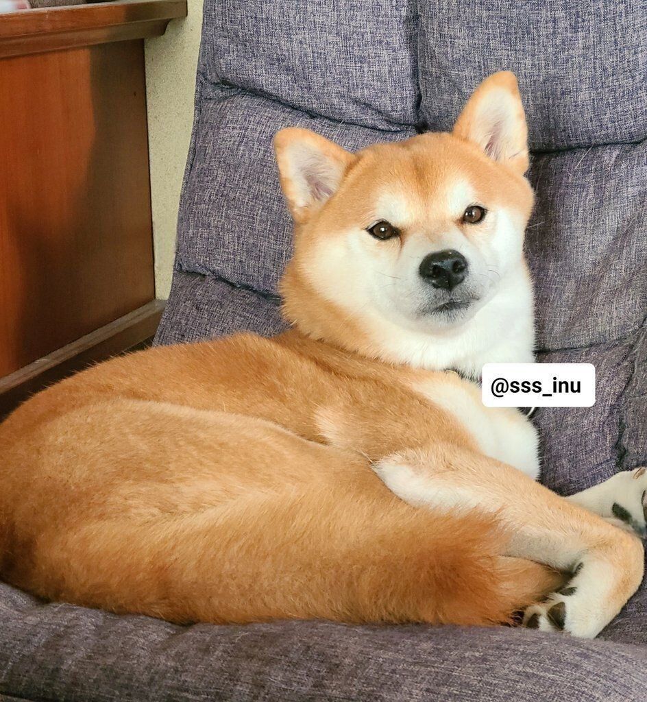 座椅子の上でまったりする麦くん