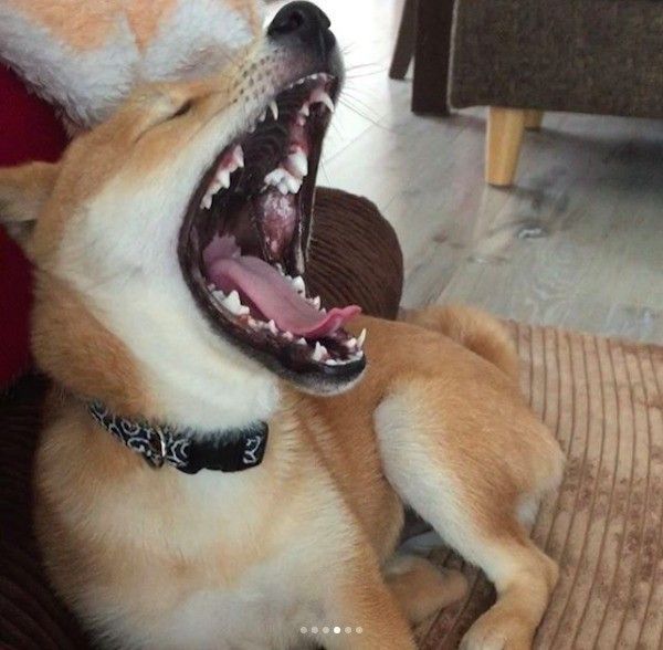 歯がかゆいワンコが必死にカキカキ 抜ける瞬間を捉えたッ いぬのきもちweb Magazine