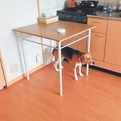 クレート以外にも、すぐに避難できる場所を家の中に用意