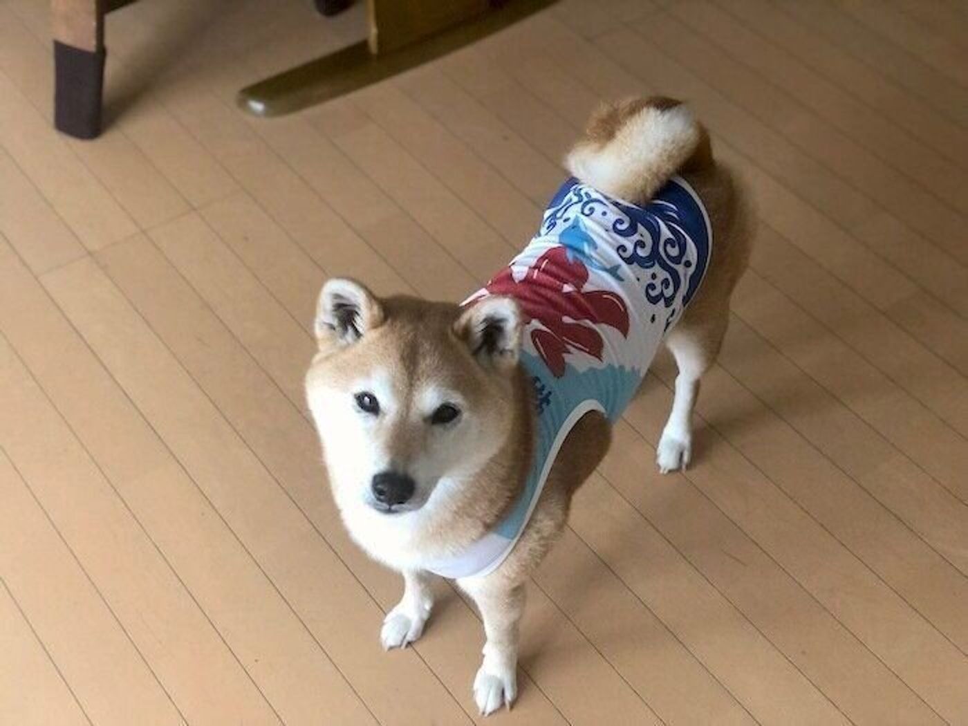 日本の夏 日本犬の夏 柴犬マロたん 痩せたら着る服が増えた いぬのきもちweb Magazine 日本の夏 日本犬の夏 柴犬マロたん 痩せたら着る服が増えた いぬのきもちweb Magazine