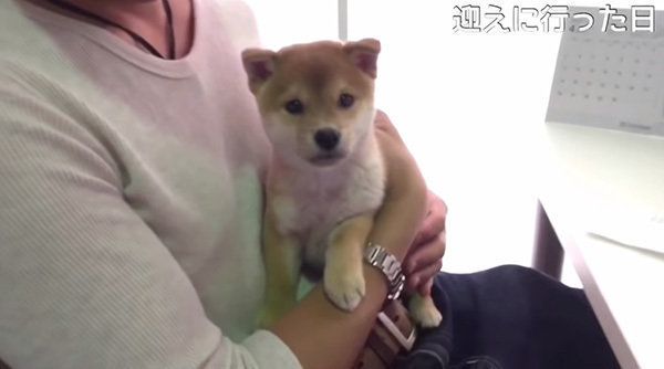 柴犬のこてつくん