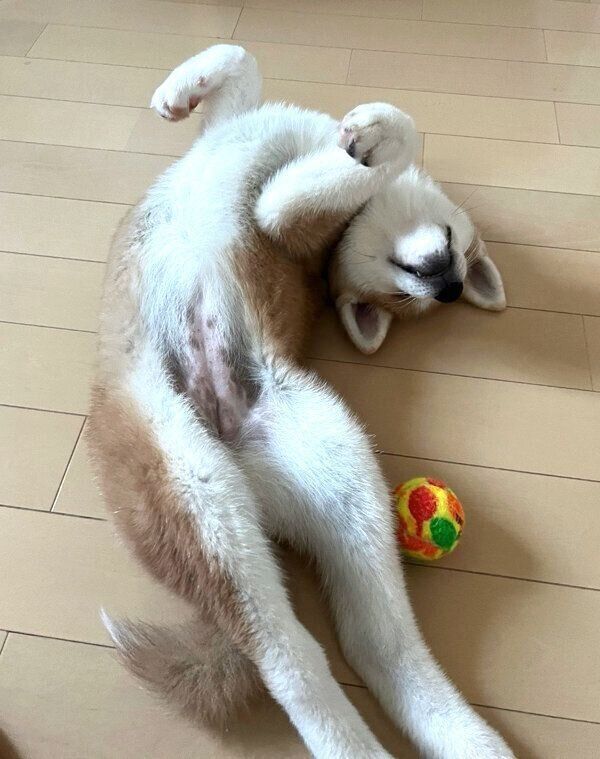 ヘソ天するきなこちゃん