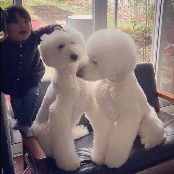 マイペースで可愛いりくくん、がくくん、まめちゃん