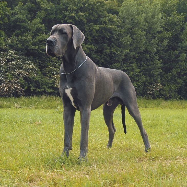 ※写真のグレート・デーンは、ギネス記録の犬ではありません