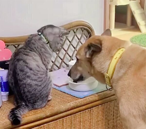 こたろうくんを見つめるあんずちゃん