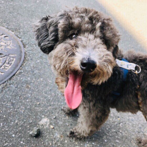 お散歩するトイ・プードル