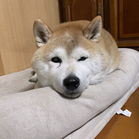 柴犬　お出迎え