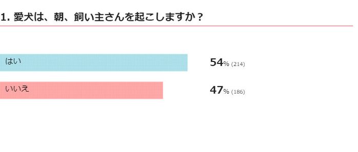 愛犬は、朝、飼い主さんを起こしますか?
