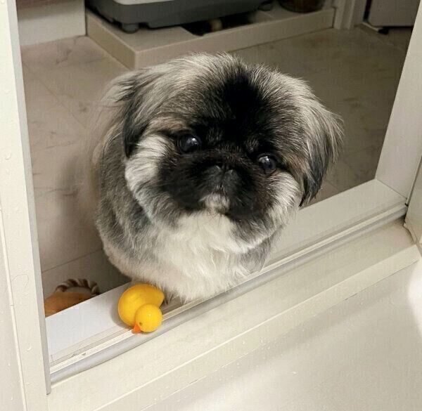 飼い主さんに「差し入れ」をするモブくん