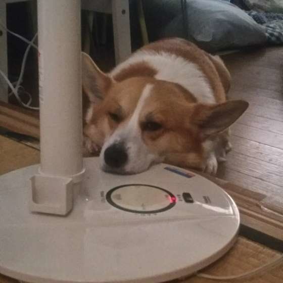 扇風機にあごをのせるココ太くん