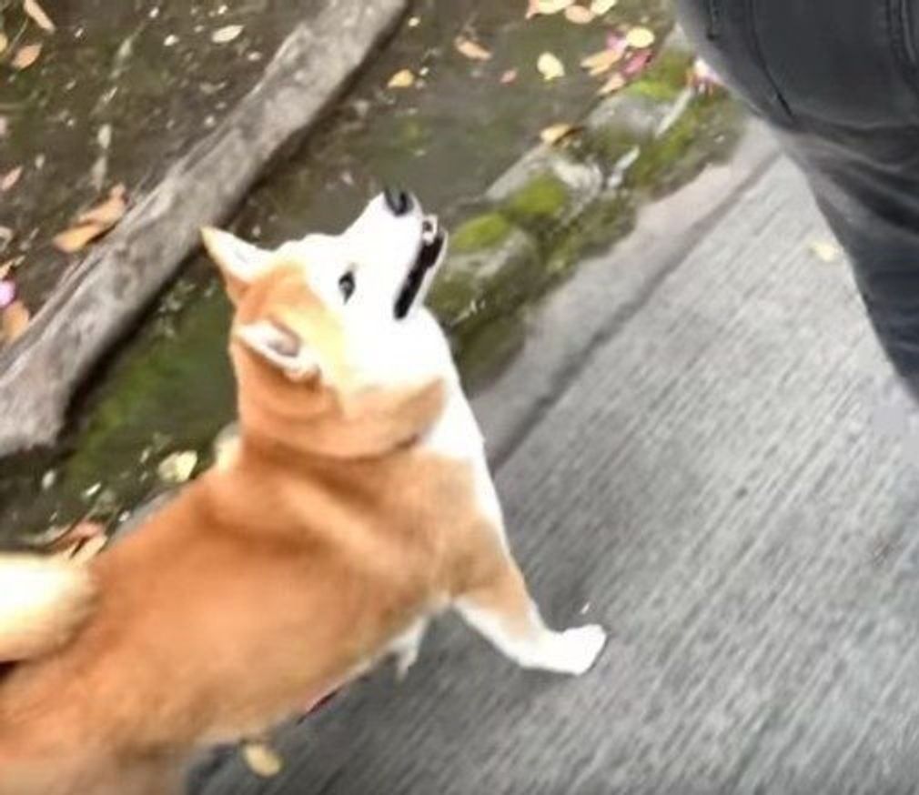 パパいるよ の言葉に反応する柴犬 嬉しくて隠れるパパ どうなる いぬのきもちweb Magazine パパいるよ の言葉に反応する柴犬 嬉しくて隠れるパパ どうなる いぬのきもちweb Magazine