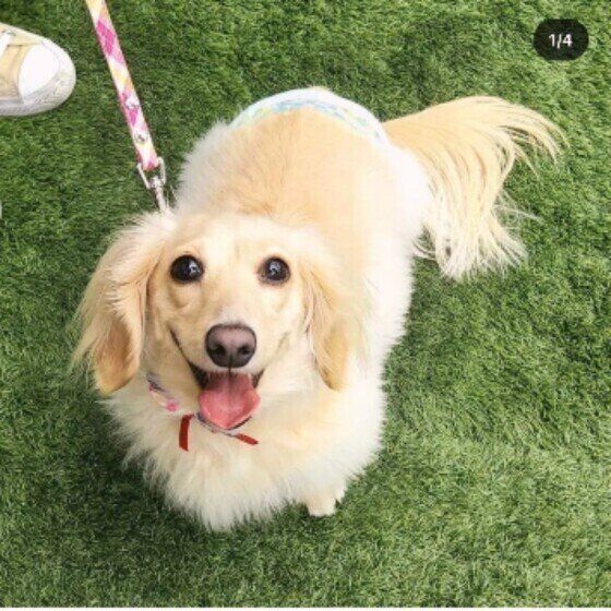 笑顔になるカニーンヘン・ダックスフンドの女の子