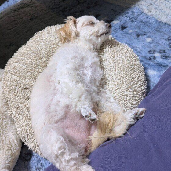 MIXのチョコちゃん