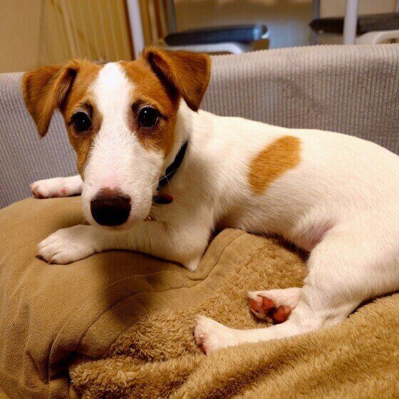 ジャック・ラッセル・テリアのダニエルくん♪