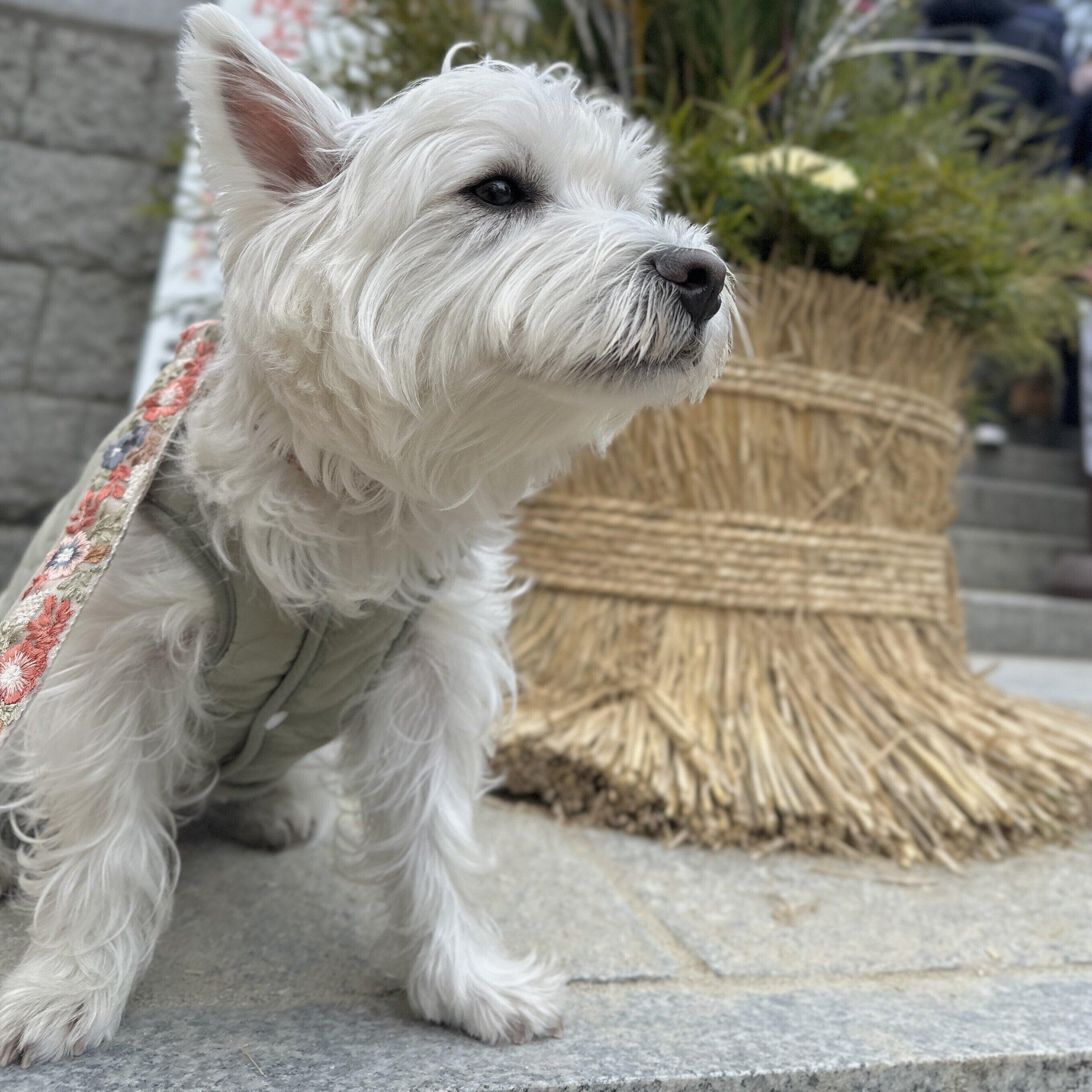 元旦に撮影されたくまたろうくんの写真　このあと行った公園で……