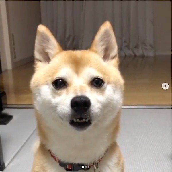 変顔しちゃう柴犬