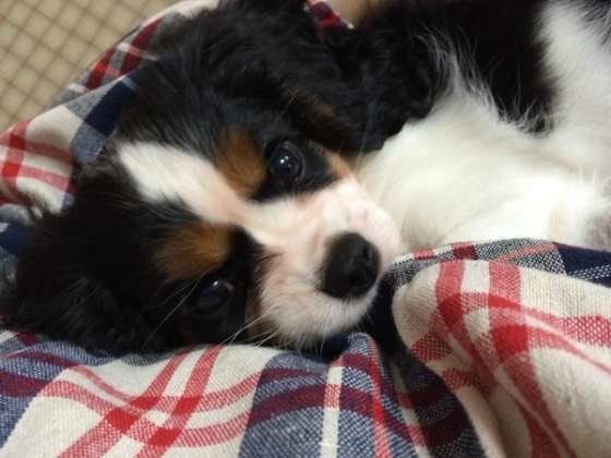 キャバリア・キング・チャールズ・スパニエル