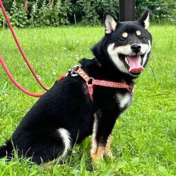 散歩中のアルくん