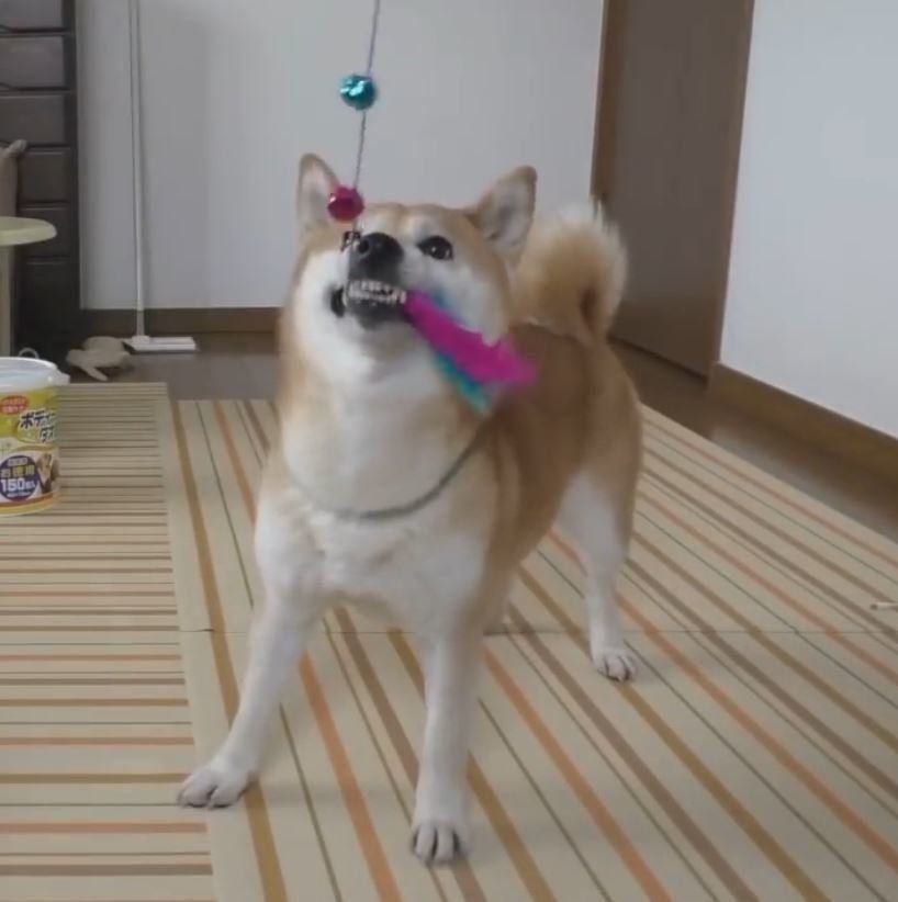 猫じゃらしと柴犬