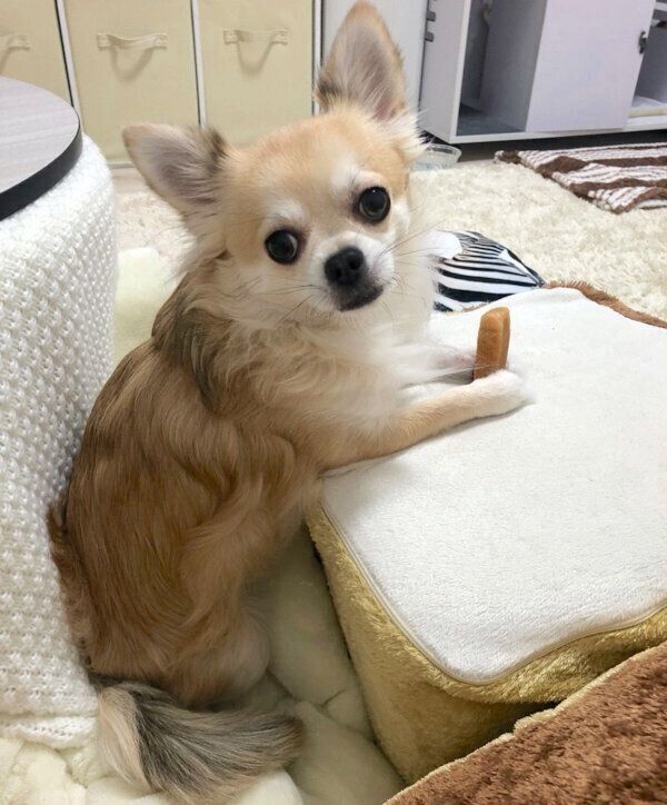 見つめるちくわくん