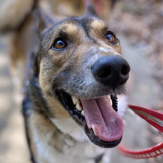 つぶらな瞳で飼い主さんにおねだりするウニ君