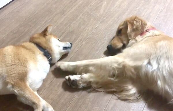 お昼寝したい貞春くんと、かまってほしいひまわりちゃん