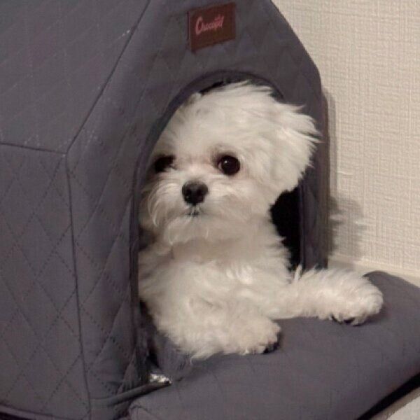 ハウスからチラッとのぞくぷぷちゃん