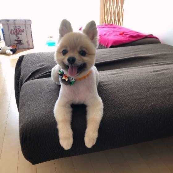トリミングしたポンスケくん