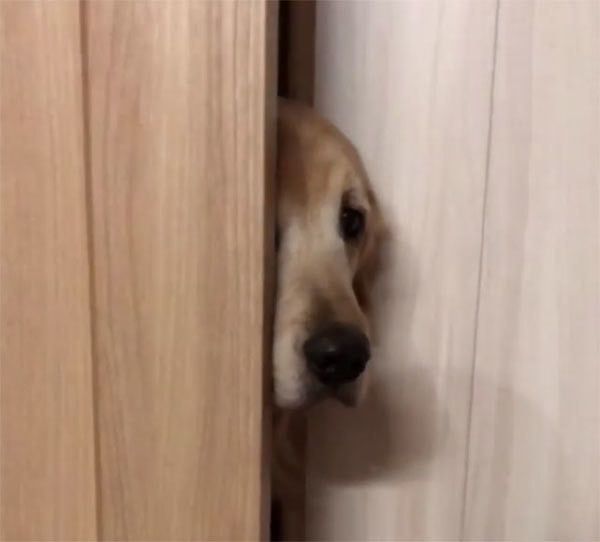 見つめるゴールデン・レトリーバー