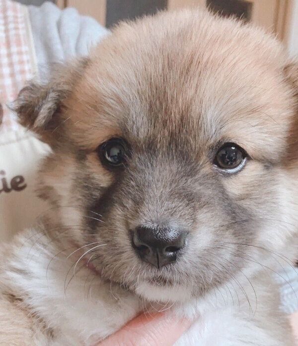 子犬時代のチャロちゃん