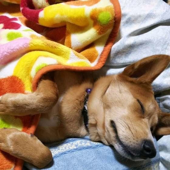 気持ちよさそうに眠る犬