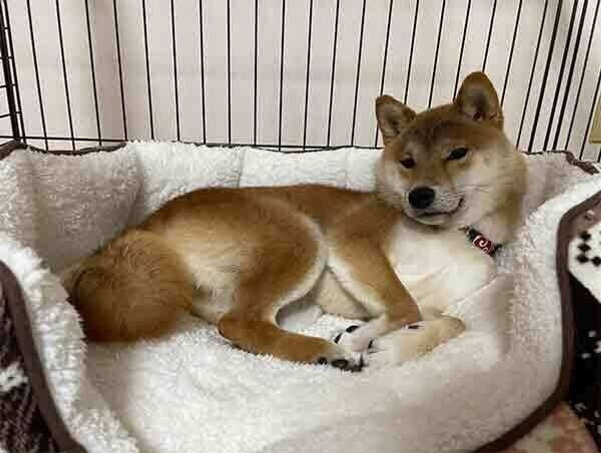 新しいベッドをもらった柴犬が アレンジ をしてかまくら風ベッドに すぐに使いこなし見せたドヤ顔に笑っちゃう いぬのきもちweb Magazine 新しいベッドをもらった柴犬が アレンジ をしてかまくら風ベッドに すぐに使いこなし見せたドヤ顔に笑っちゃう いぬのきもちweb Magazine