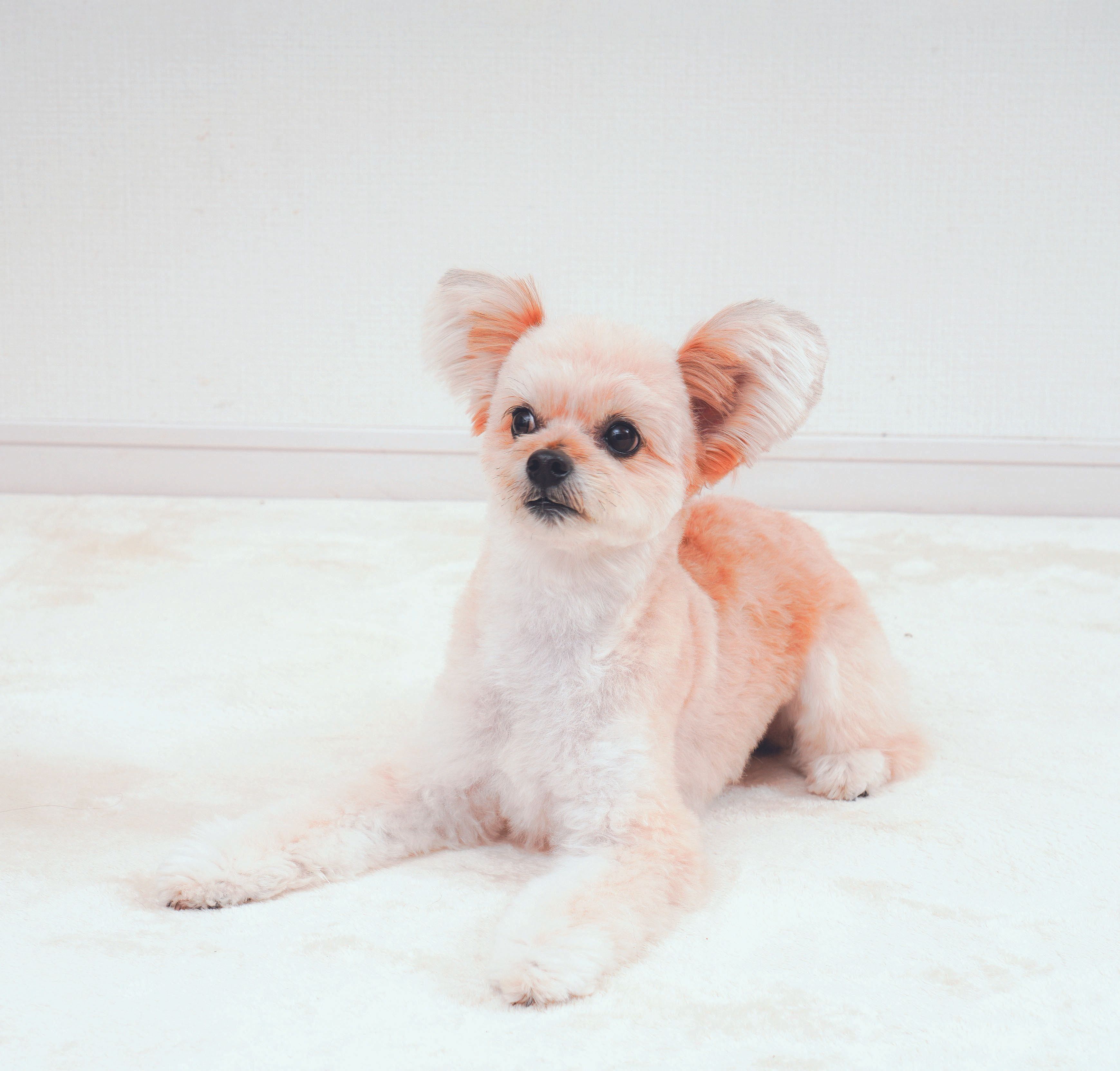 人より聞きとりにくい音とは？