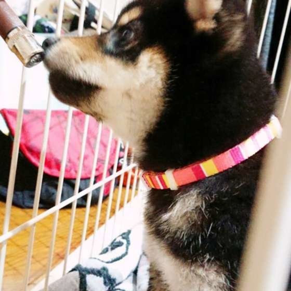 犬にコーヒーを与えてはいけない理由とカフェイン中毒の症状について解説 いぬのきもちweb Magazine 犬にコーヒーを与えてはいけない理由とカフェイン中毒の症状について解説 いぬのきもちweb Magazine