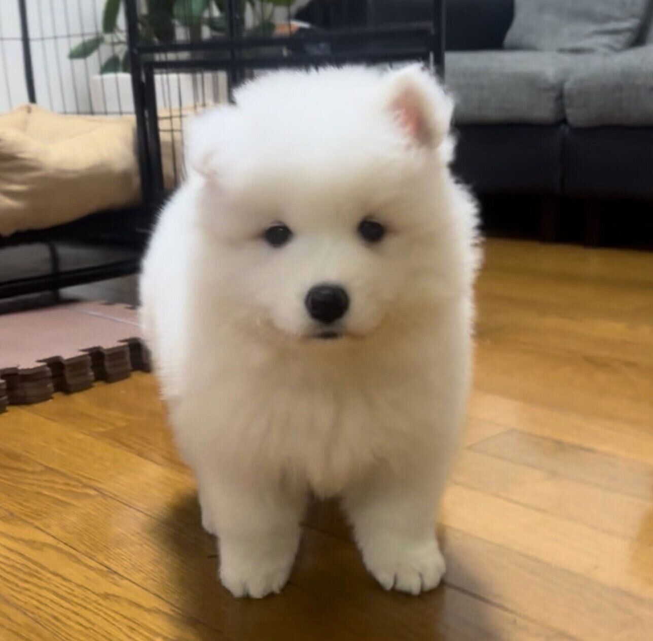 生後2カ月のころのさだはるくん