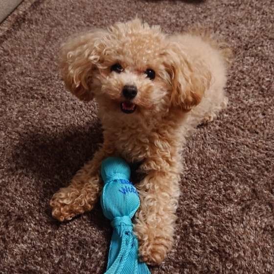 おもちゃで遊ぶトイ・プードル