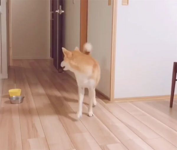 振り向く柴犬