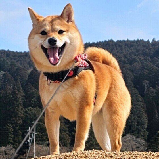 散歩中に笑顔を見せる柴