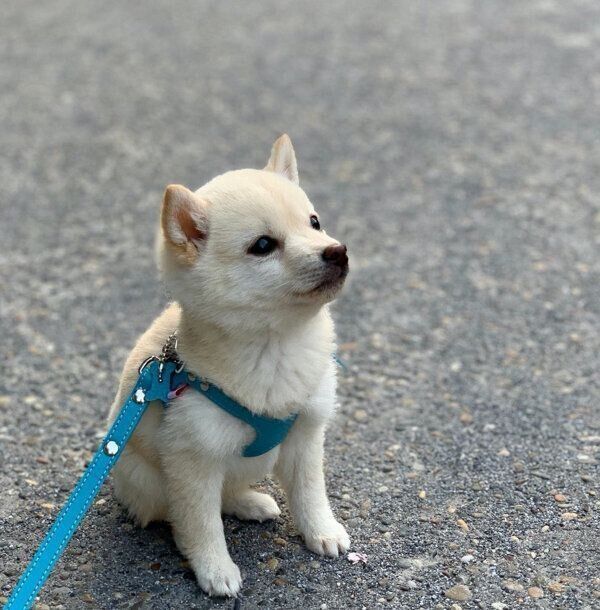 ちょこんと座るボスくん