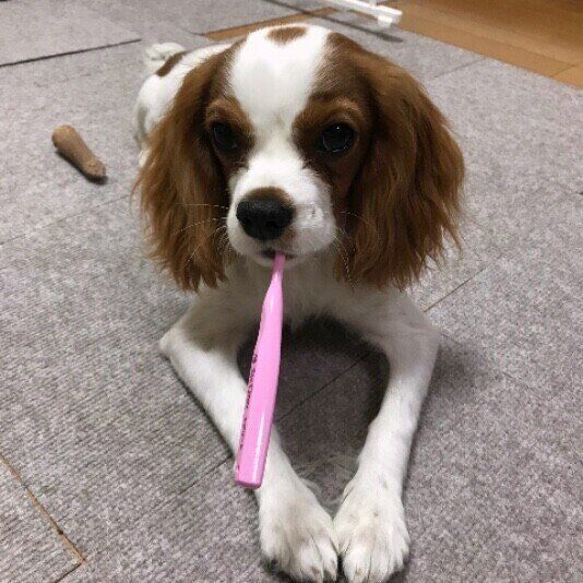 歯ブラシをくわえた キャバリア・キング・チャールズ・スパニエルの麦くん