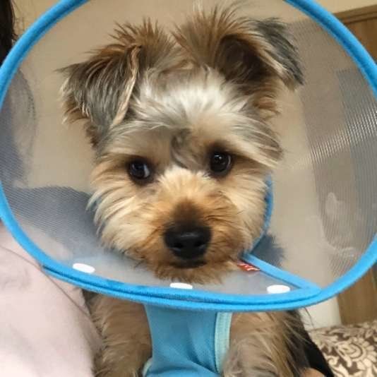 透明のエリザベスカラーと術後服の組み合わせ