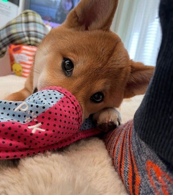 おもちゃで遊ぶちまきくん