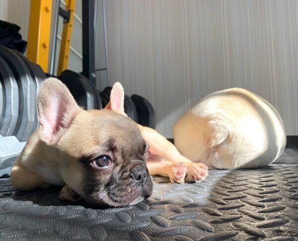 まったりする小次郎くんと高虎くん