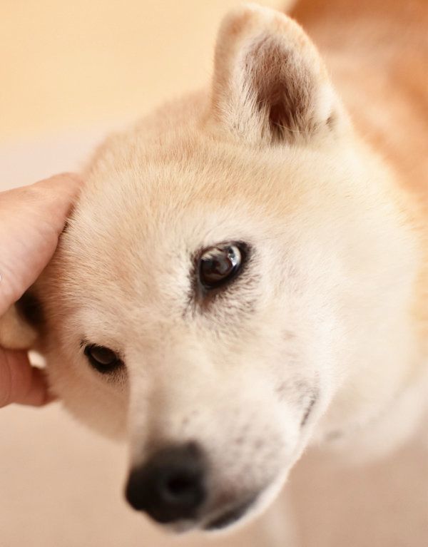柴犬のはなちゃん