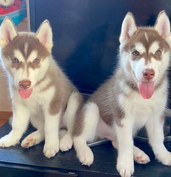 見つめるイズくん、マックスくん