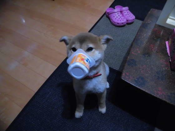 人の健康によい食べ物でも犬に与えるのは待って！与え方と注意点