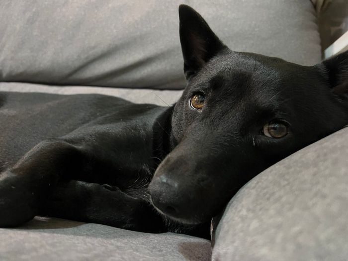 リラックス中のミックス犬
